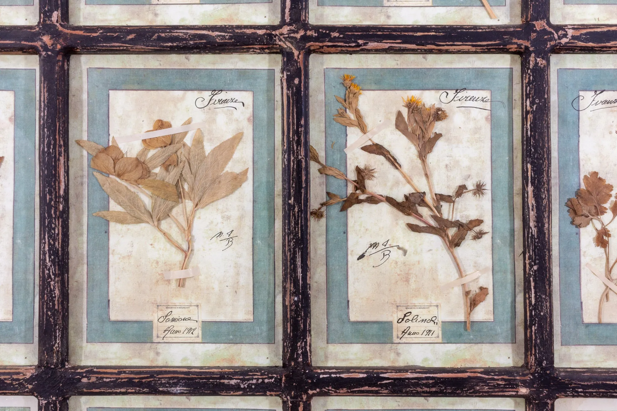 Antique Pairing of Framed Italian Dried Botanicals, circa 1901-1912