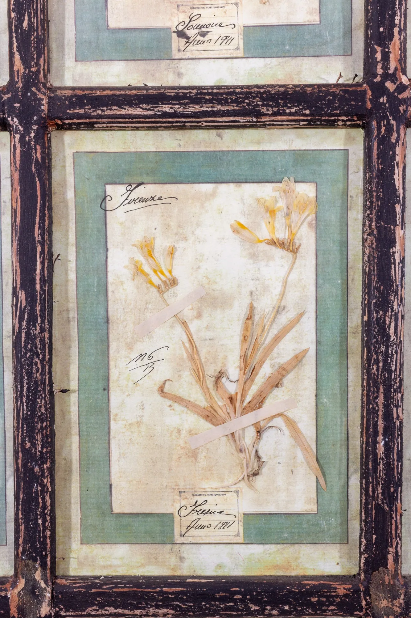 Antique Pairing of Framed Italian Dried Botanicals, circa 1901-1912