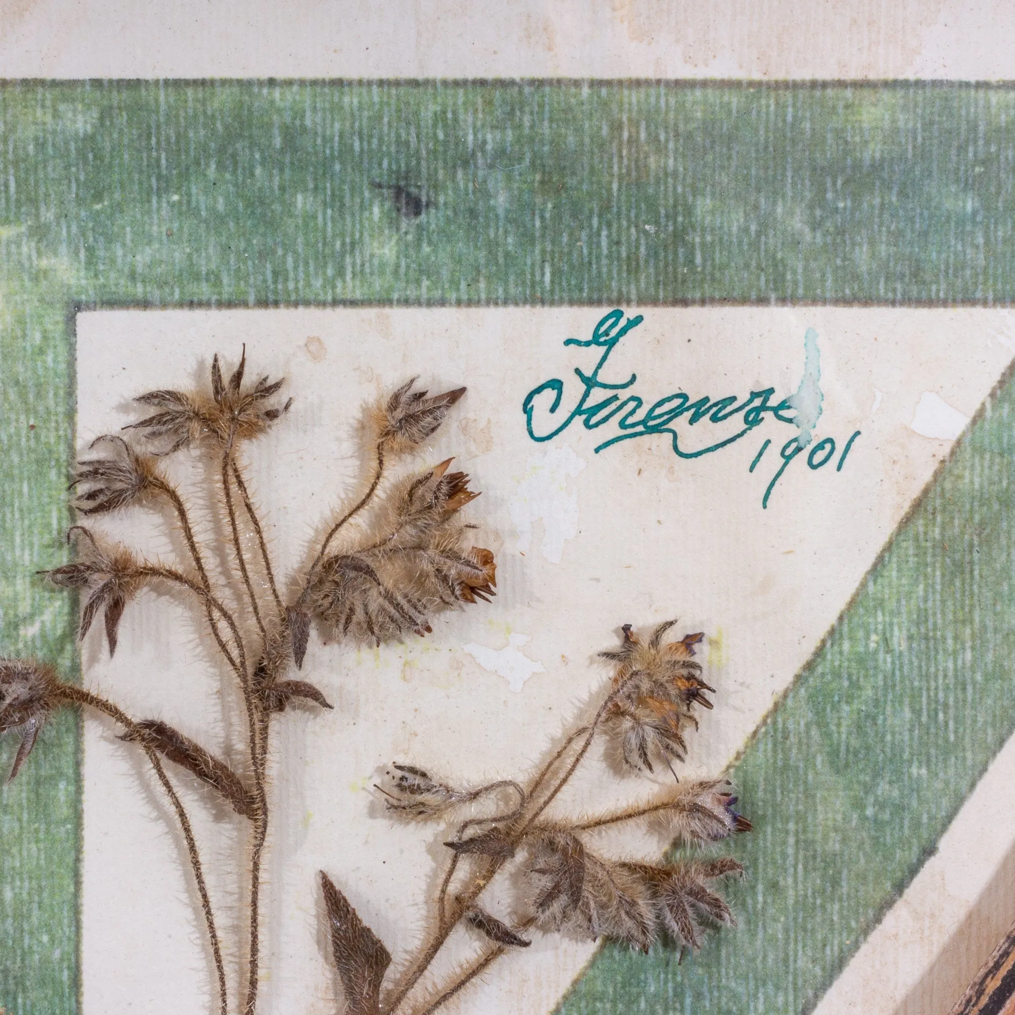 Antique Pairing of Framed Italian Dried Botanicals, circa 1901-1912
