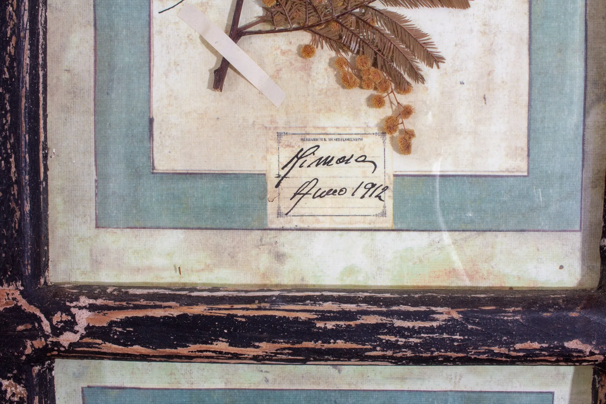Antique Pairing of Framed Italian Dried Botanicals, circa 1901-1912