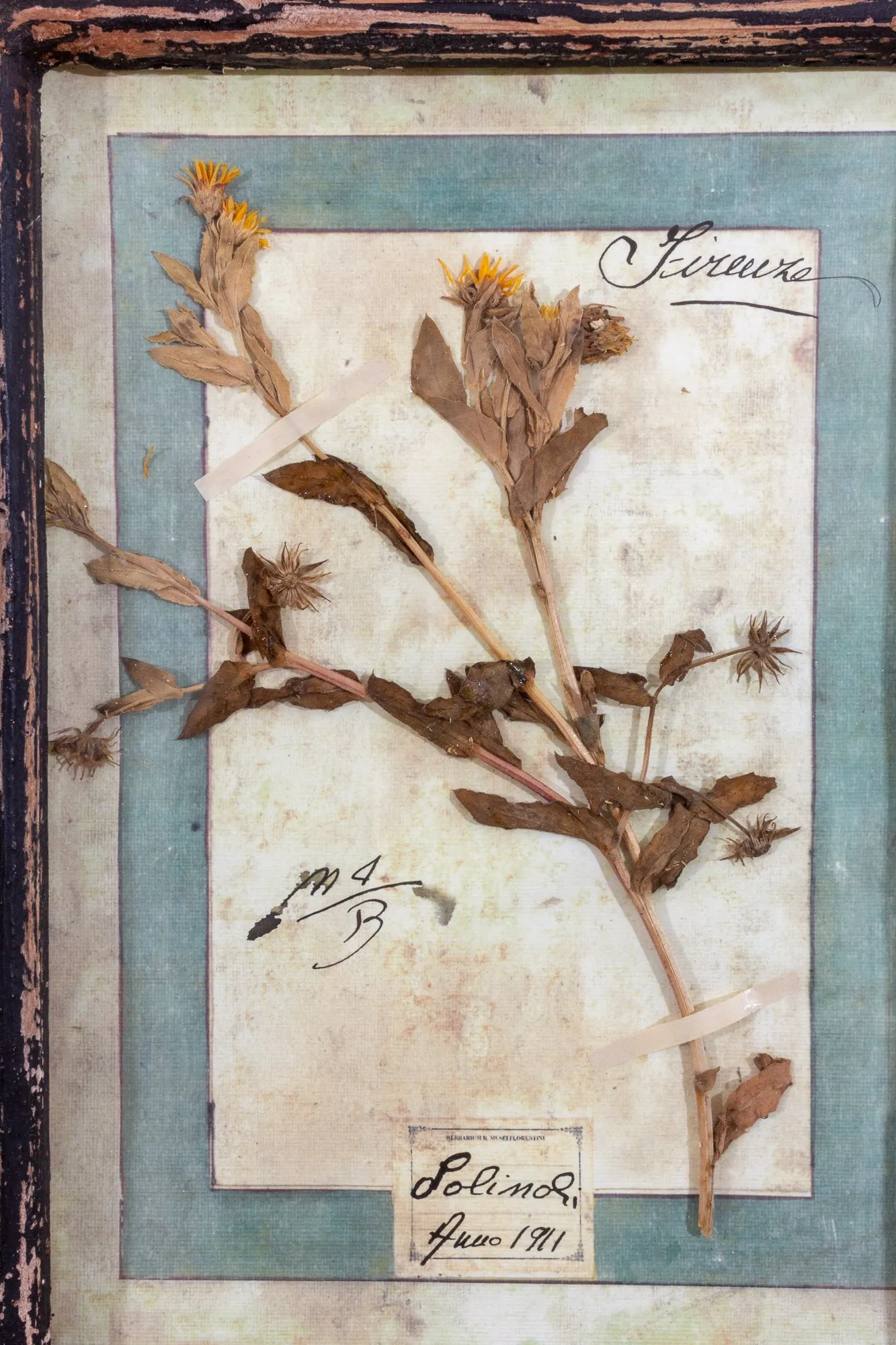 Antique Pairing of Framed Italian Dried Botanicals, circa 1901-1912