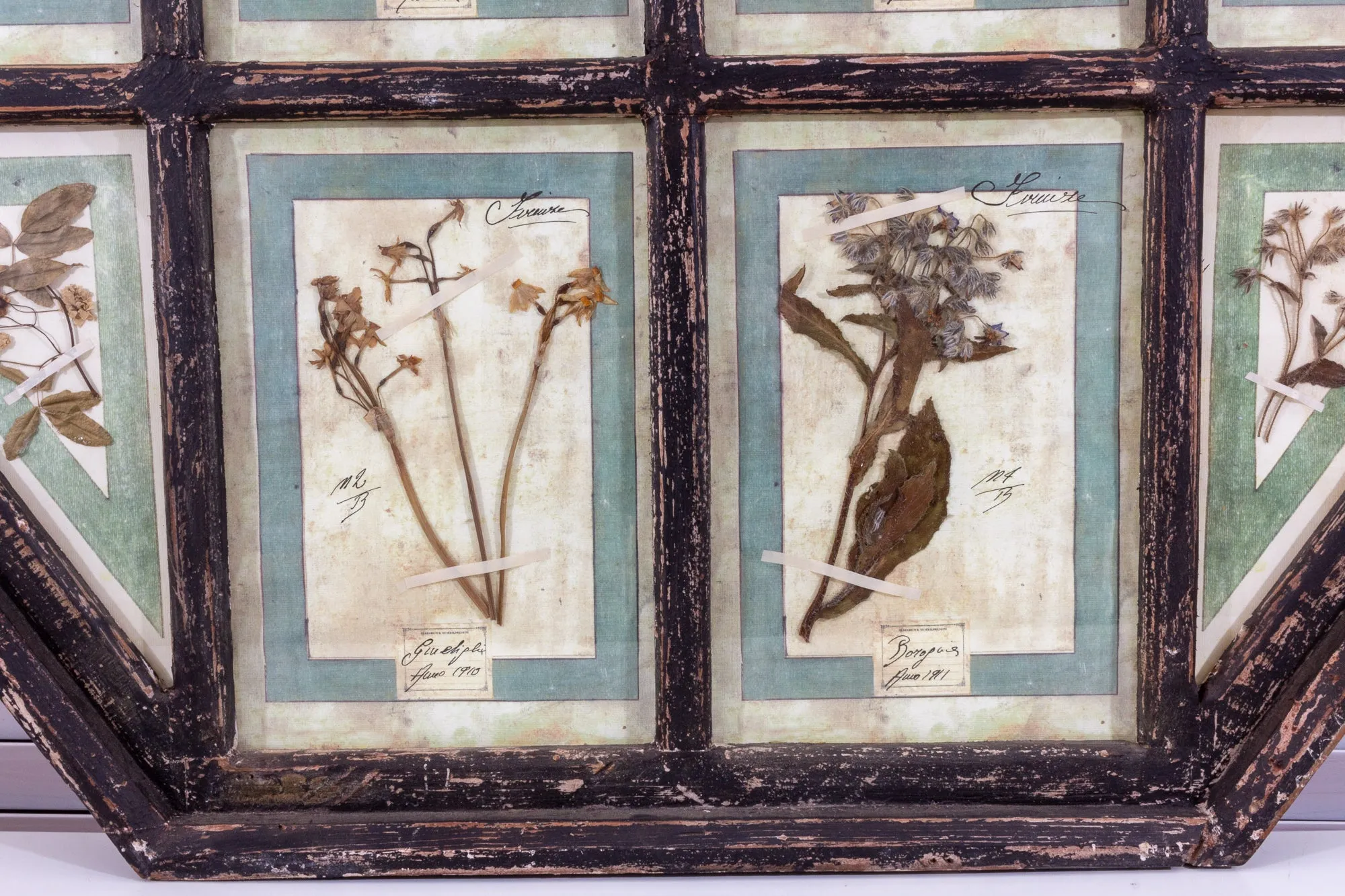 Antique Pairing of Framed Italian Dried Botanicals, circa 1901-1912