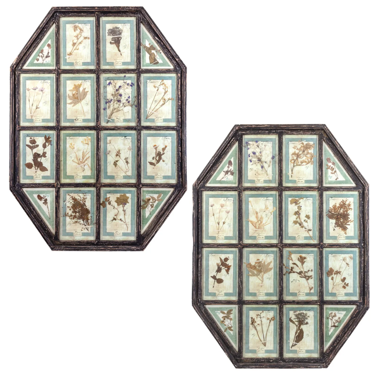 Antique Pairing of Framed Italian Dried Botanicals, circa 1901-1912