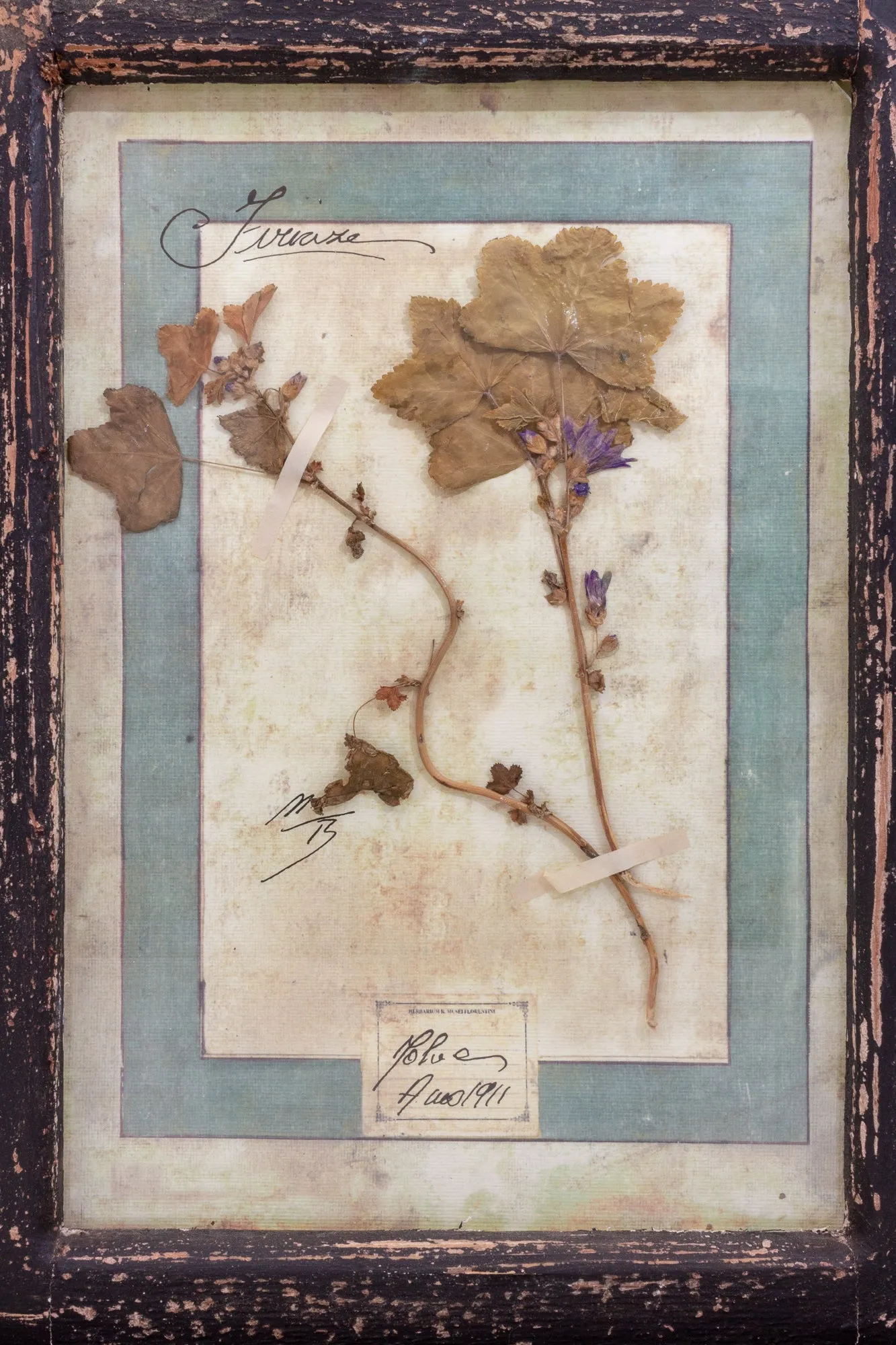 Antique Pairing of Framed Italian Dried Botanicals, circa 1901-1912