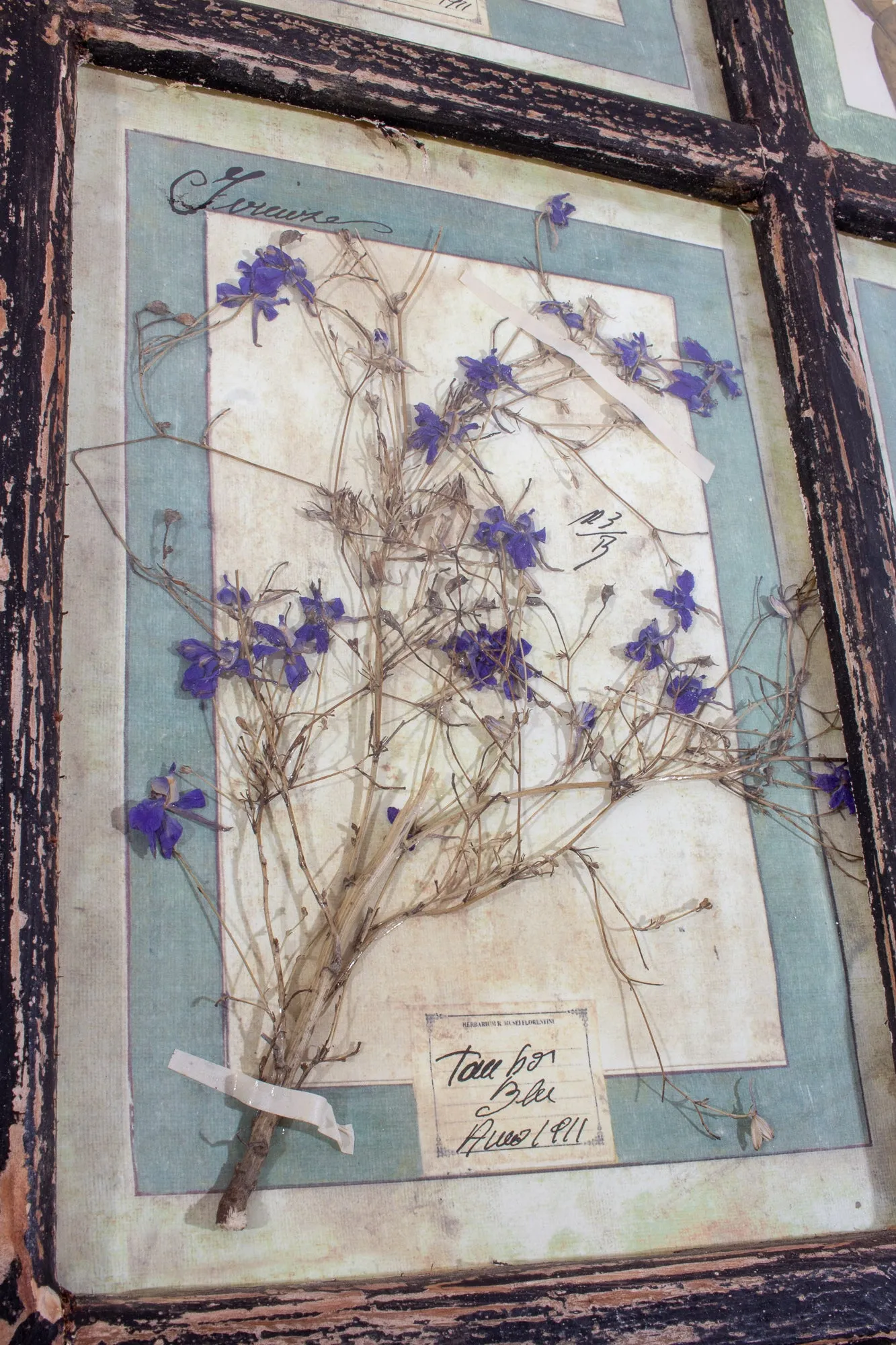 Antique Pairing of Framed Italian Dried Botanicals, circa 1901-1912