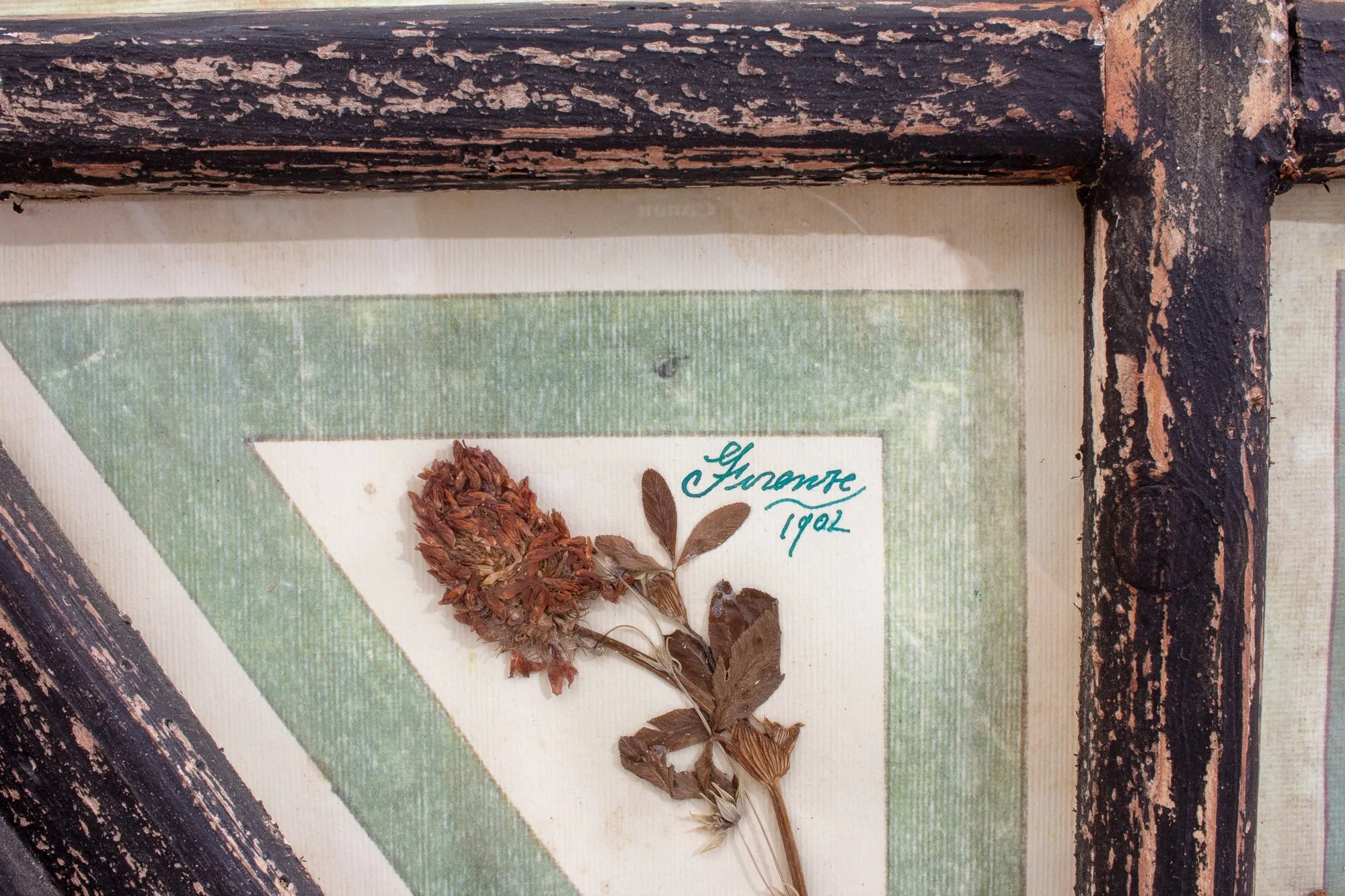 Antique Pairing of Framed Italian Dried Botanicals, circa 1901-1912