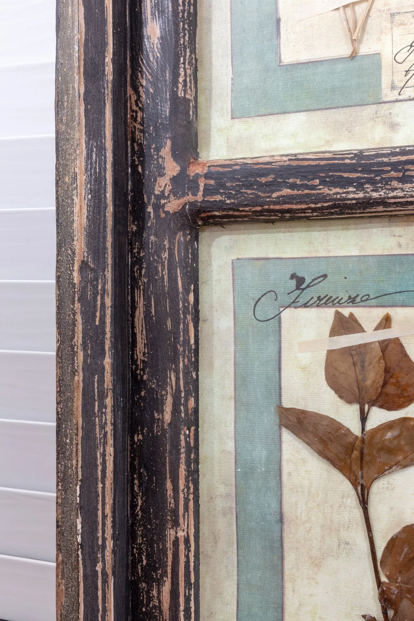 Antique Pairing of Framed Italian Dried Botanicals, circa 1901-1912
