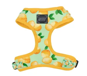 "Squeeze"Adjustable Harness