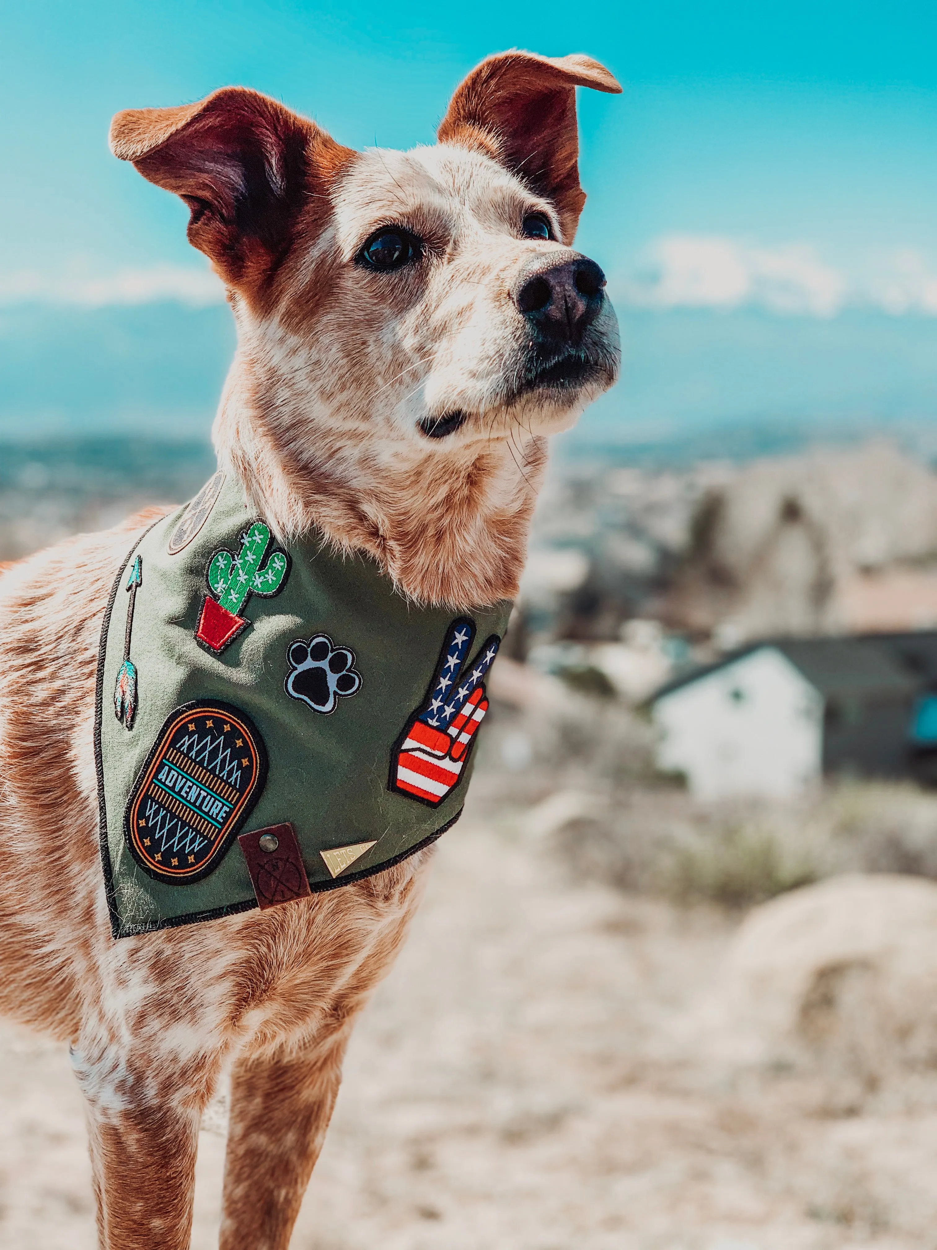 RANGER (Green)- Adjustable Dog Bandana