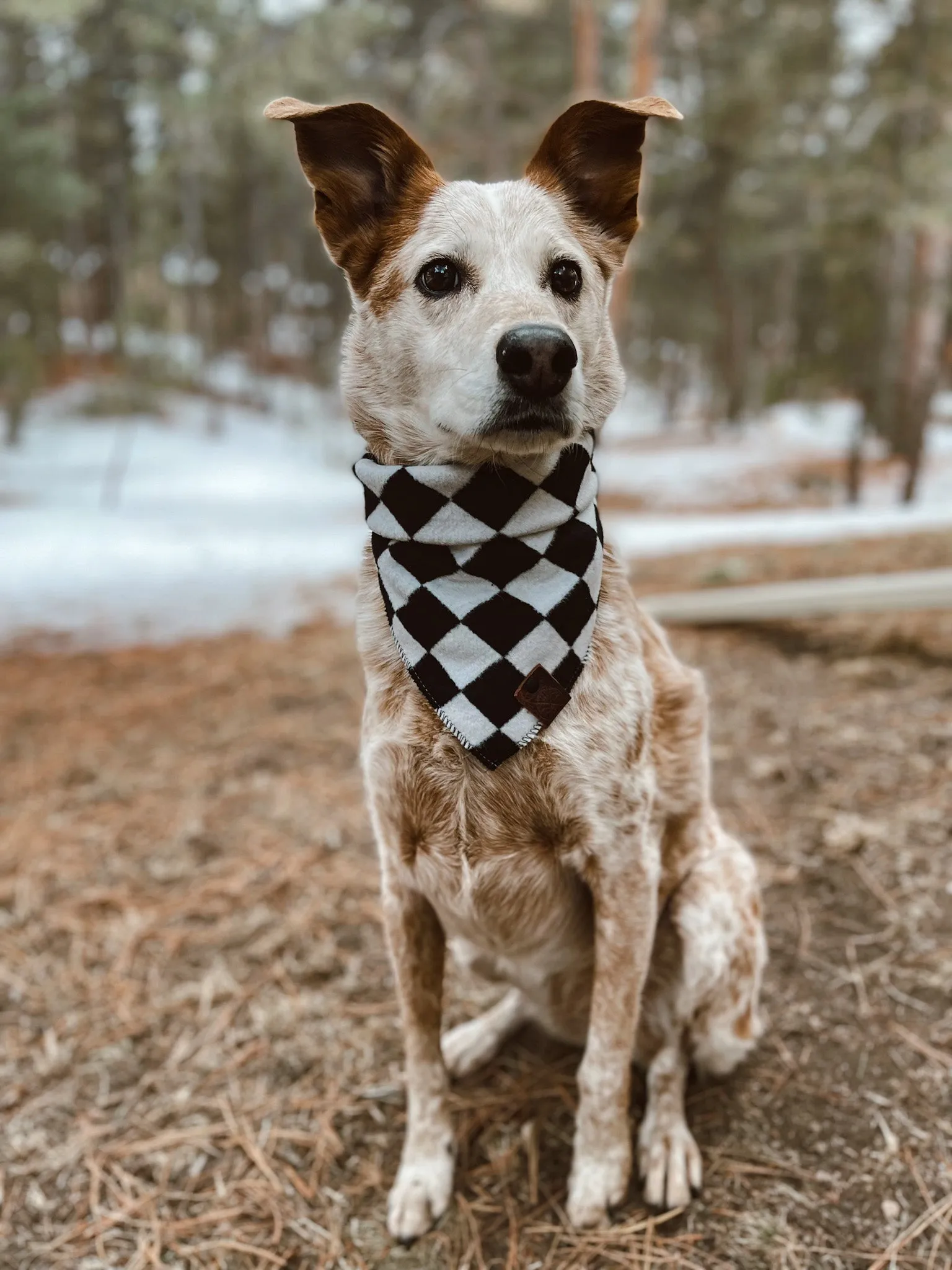 VAN - Adjustable Dog Bandana